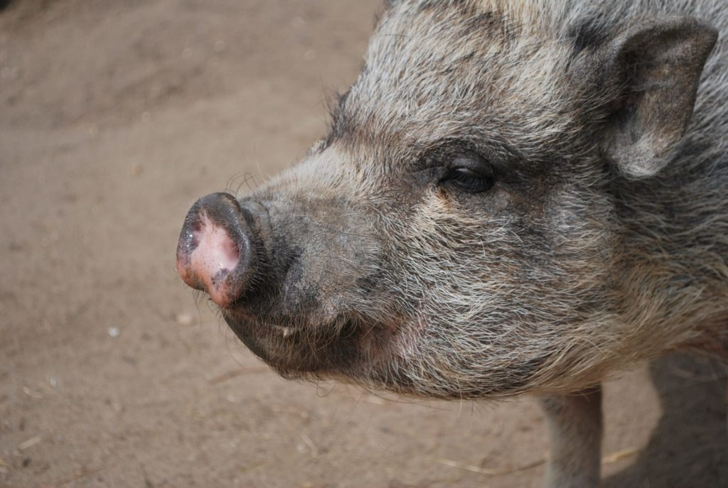 photo d'un cochon