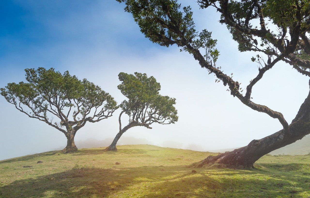 Image du haut d'une colline,. Il y a trois arbres tortueux et penchés. Les feuillages en haut des branches donnent un peu l'impression d'une forme de parapluie.