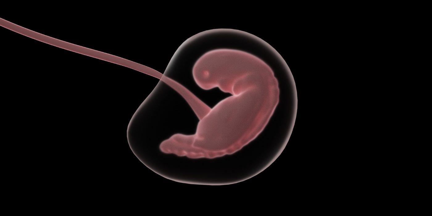 Imagerie d'un foetus encore peu développé en rose sur fond noir