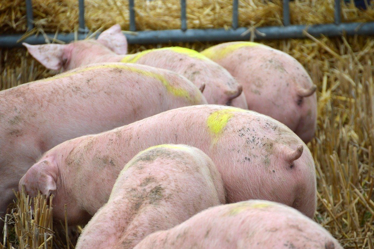 Un groupe de cochons fouine dans les hautes herbes