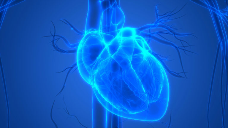 Un coeur humain est représenté en 3D