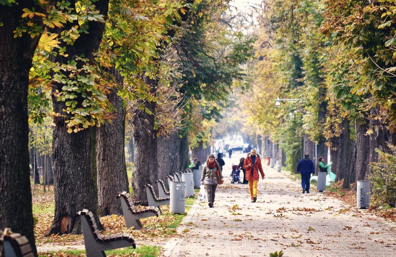 L'allée d'un grand parc, bordée d'arbres