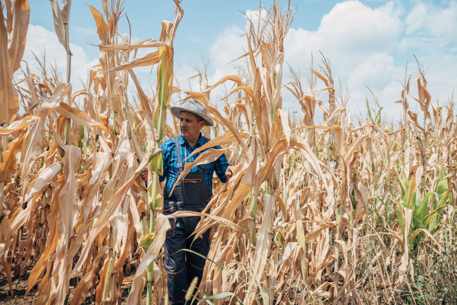 Un homme marche dans son champs de maïs desséché