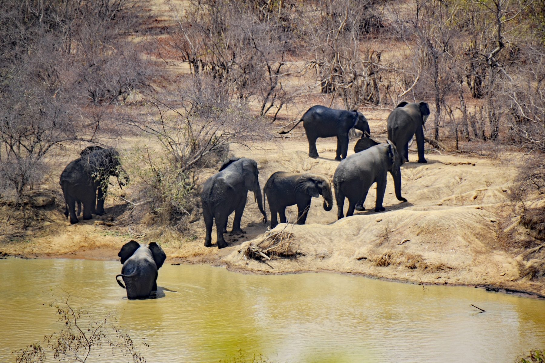 Un groupe d'éléphants sort de l'eau dans un parc naturel du Ghana