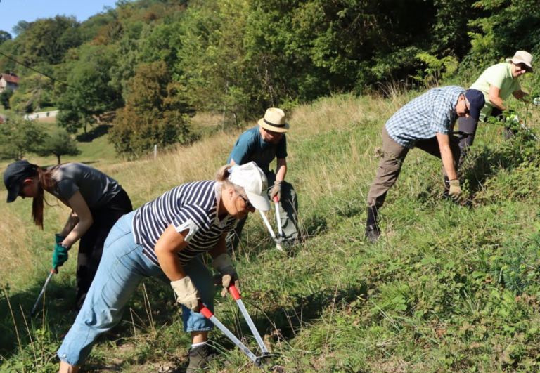 Plusieurs bénévoles coupent et déracinent des plantes envahissantes dans une prairie